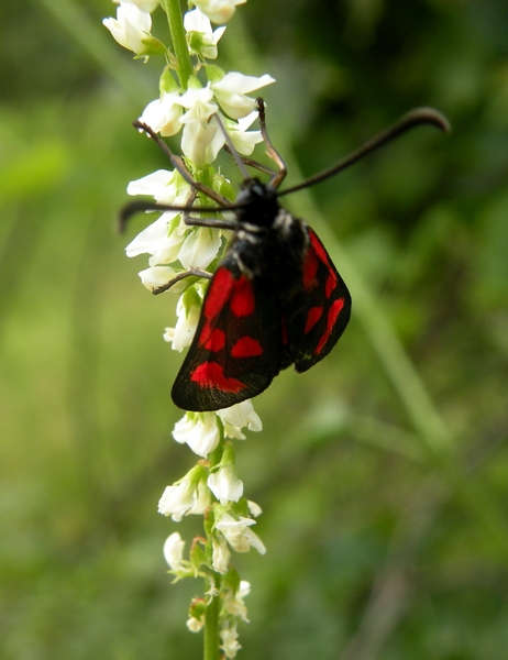 Zygaenidae